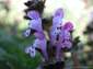 fondos de flor Lamium Amplexicaule hasta 2560x1920